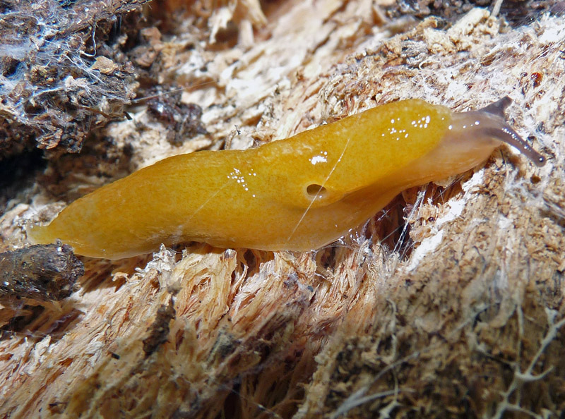 Malacolimax tenellus dal Ticino/Svizzera